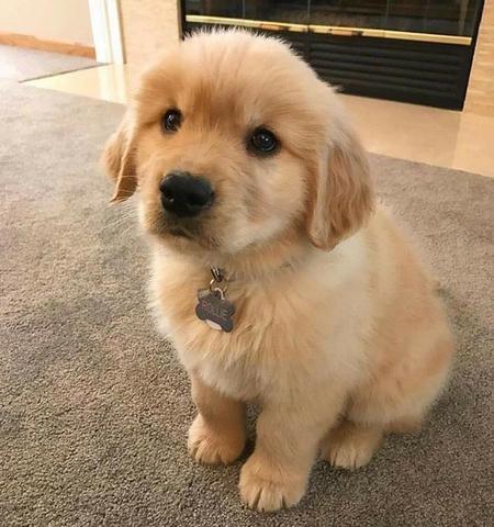 Filhote de Golden Retriever