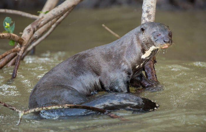 Ariranha Características Físicas
