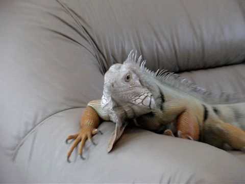 Iguana no Sofá