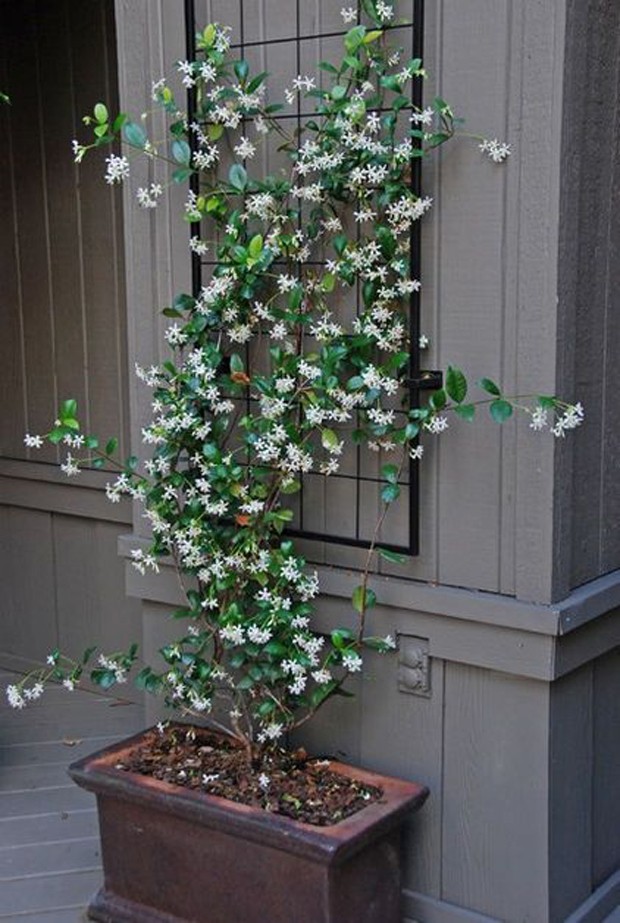 Jasmim-dos-Açores na Decoração