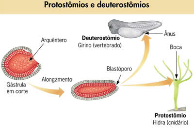 Prostômios e Deuterostômios