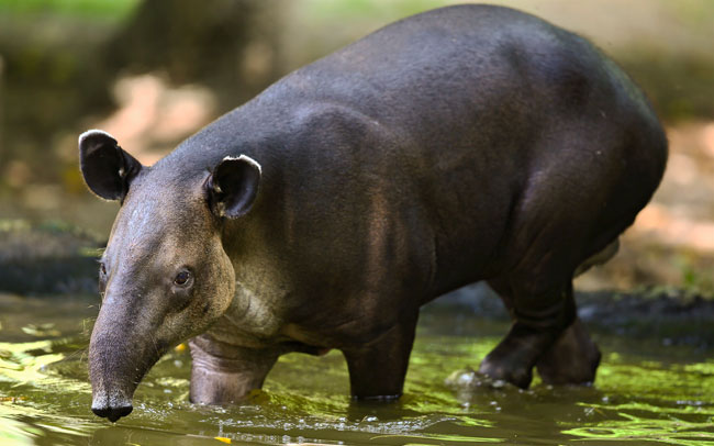Tapirus bairdii