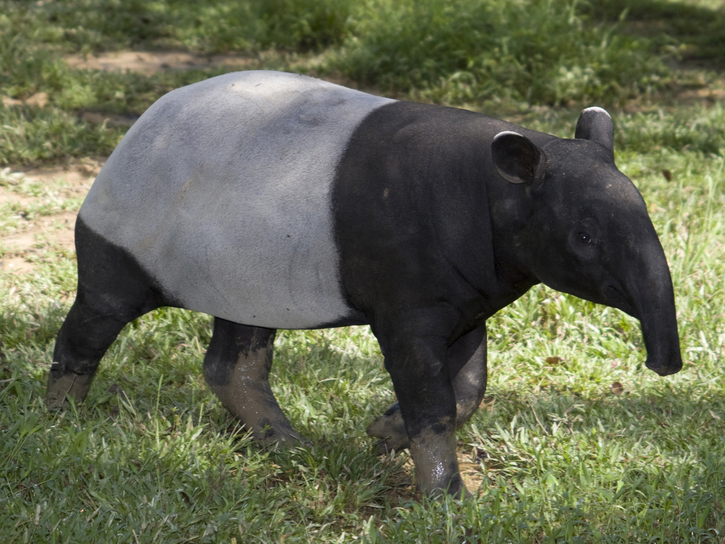 Tapirus indicus