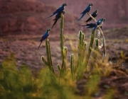 A Biodiversidade da Caatinga 2