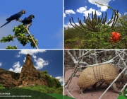 A Biodiversidade da Caatinga 3