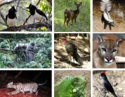 A Biodiversidade da Caatinga 4