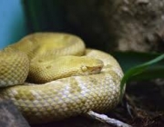 A Bothrops Insularis 1