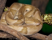 A Bothrops Insularis 2