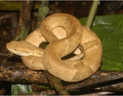 A Bothrops Insularis 4