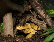 A Bothrops Insularis 5