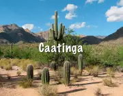 A Caatinga 1