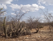 A Caatinga 2