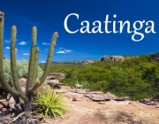 A Caatinga 2