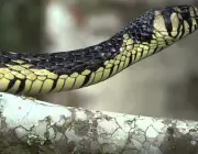 A Exótica  Cobra Caninana 1