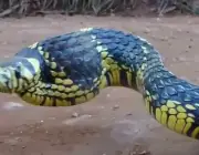 A Exótica  Cobra Caninana 2