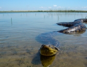 A Gigantesca Sucuri 5