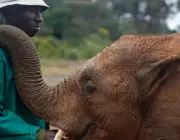 A Humanidade e os Elefantes 1