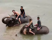 A Humanidade e os Elefantes 5