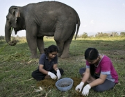 A Humanidade e os Elefantes 6