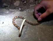 A Inofensiva Cobra Dormideira 2
