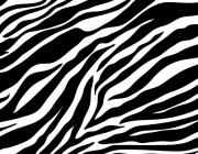 A Listra da Zebra 2