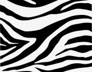 A Listra da Zebra 3