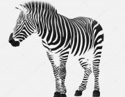 A Listra da Zebra 4