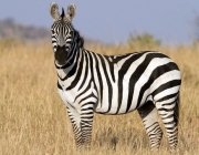 A Listra da Zebra 5