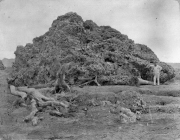 A Maior Erupção da História 6