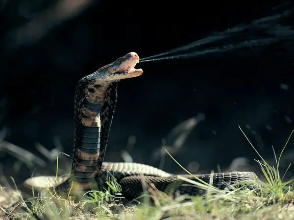 A Mortífera Cobra da morte 2