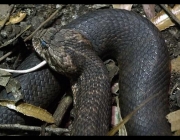 A Mortífera Cobra da morte 1