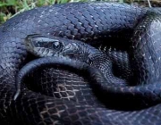 A Mortífera Cobra da morte 3