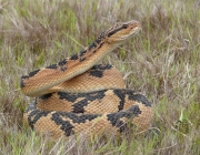 A Peçonhenta Cobra Surucucu 1