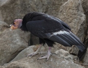 A Reprodução do Condor da Califórnia Gymnogyps 1