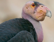 A Reprodução do Condor da Califórnia Gymnogyps 3