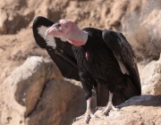 A Reprodução do Condor da Califórnia Gymnogyps 4