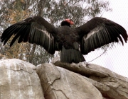 -

-
One of two adult California condors spreads its 9 1/2 foot wings while atop bolders in the new Condor Ridge exhibit at the San Diego Wild Animal Park Thursday, May 25, 2000. The exhibit opens to the public on Saturday, May 27, 2000. (AP Photo/Bob Grieser