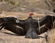 A Reprodução do Condor da Califórnia Gymnogyps 6