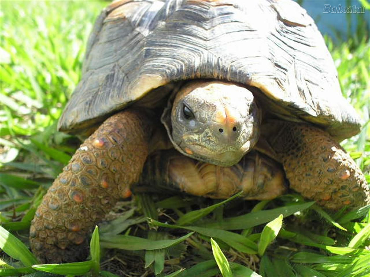 A Alimentação do Jabuti Filhote Mundo Ecologia A Alimentação do Jabuti Filhote Mundo Ecologia