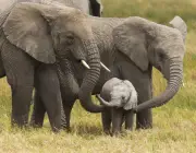 Reprodução dos Elefantes 6