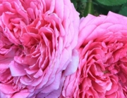 A Rosa de Cem Pétalas 1