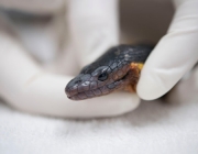 Greg Pauly, associate curator of herpetology at the Natural History Museum of Los Angeles County, examines a rare yellow-bellied sea snake found in Newport Beach at the Pacific Marine Mammal Center in Laguna Beach on Wednesday, Jan. 10, 2018. It is only the fifth one ever to be found in California. (Photo by Kevin SullivanOrange County Register/SCNG)