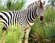 A Zebra e suas Listras 1
