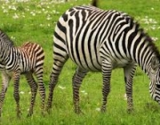 A Zebra e suas Listras 3