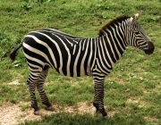 A Zebra e suas Listras 5