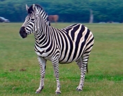A Zebra e suas Listras 6