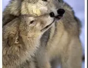 Acasalamento de Lobos 6