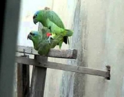 Acasalamento dos Papagaios 1