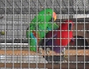 Acasalamento dos Papagaios 4