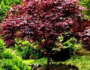 Acer Palmatum 1